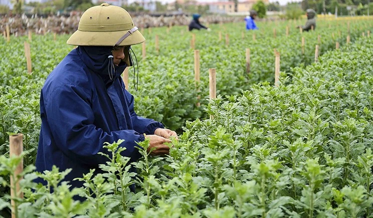 Giá rét bao trùm, nông dân Hà Nội gồng mình chăm hoa Tết