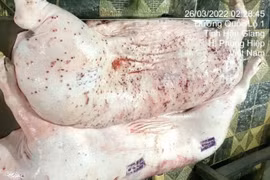 Đóng dấu kiểm dịch sai lên heo bệnh, xử phạt thế nào?