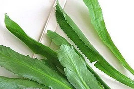 Tác dụng kỳ diệu của lá mùi tàu 