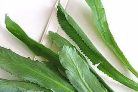 Tác dụng kỳ diệu của lá mùi tàu 