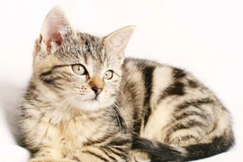 Cẩn trọng với bệnh lây từ chó, mèo, chim cảnh