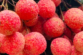 Trung Quốc gom 4.000 tấn vải Bắc Giang trong 10 ngày