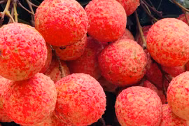 Trung Quốc gom 4.000 tấn vải Bắc Giang trong 10 ngày