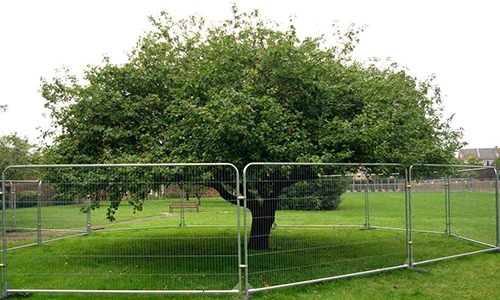 Chuyện thú vị về cây táo có quả rơi trúng đầu Isaac Newton