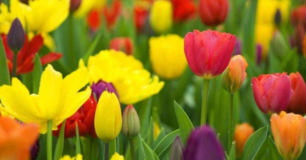 Sau Rằm tháng 8, 3 con giáp hỷ tín đến gần, cuộc đời khởi sắc