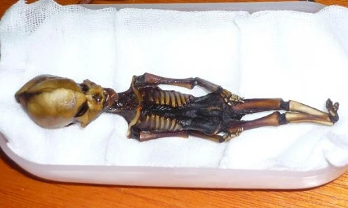 Giải mã bộ xương người ngoài hành tinh khiến TG sửng sốt 