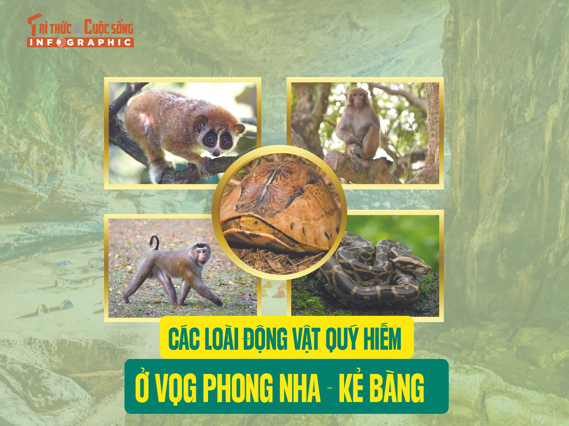 [INFOGRAPHIC] Các loài động vật quý hiếm ở VQG Phong Nha - Kẻ Bàng