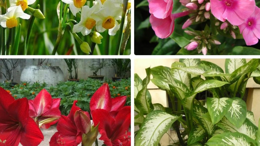 Video: Không trồng 8 loại cây này trong nhà dịp Tết kẻo ảnh hưởng sức khỏe