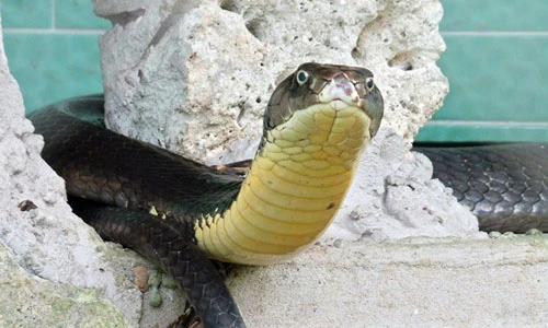 Bốn con hổ mang chúa dài 3m thấy người là tấn công