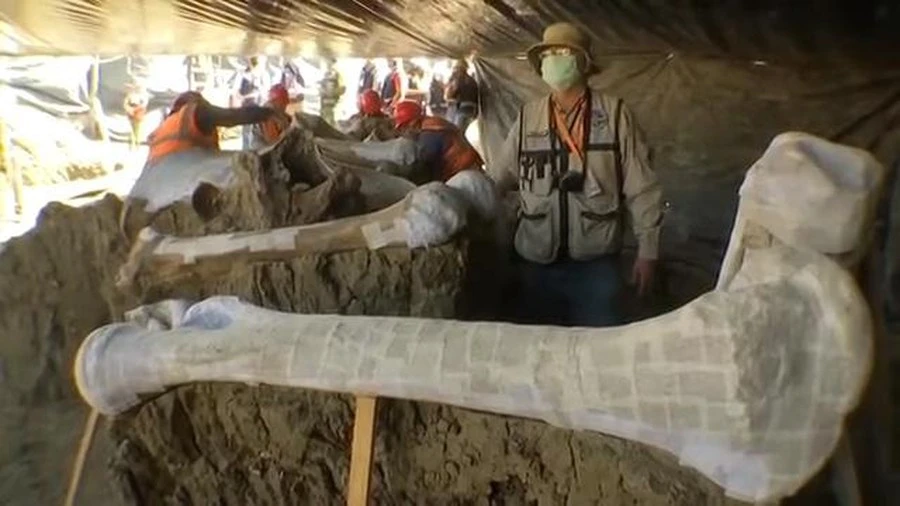 Video: Phát hiện 200 bộ xương voi ma mút ở sân bay Mexico