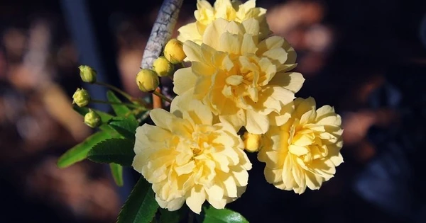 Người sinh vào 5 ngày Âm lịch này “chạm” đâu cũng thành vàng