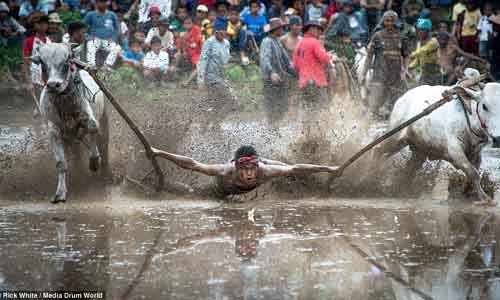 Độc đáo lễ hội đua bò ở Indonesia
