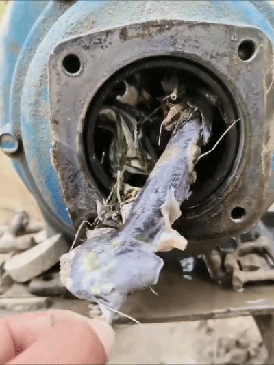 Keo sinh vat da tron khoi may bom, nong dan khong he vui: Vi sao?