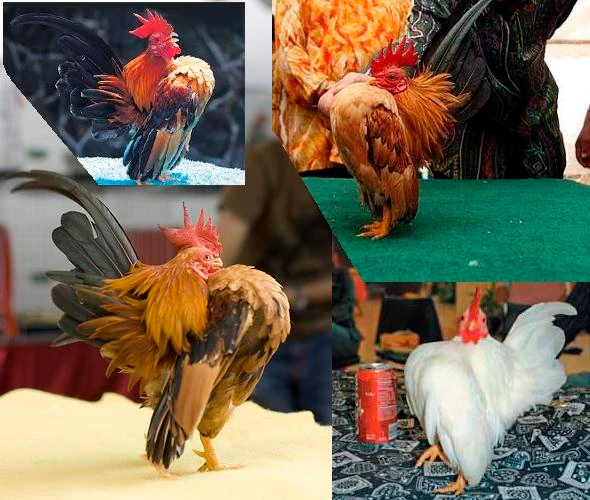 Thú chơi vương giả mới của đại gia Việt