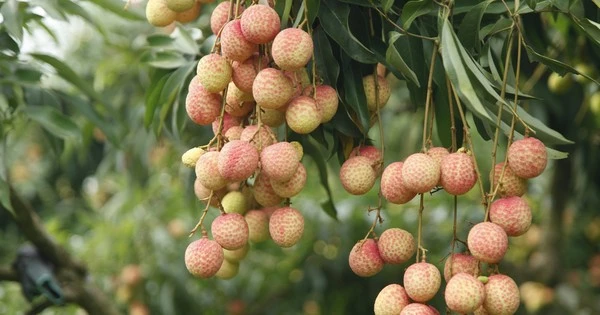 Vườn vải thiều trĩu quả hiếm hoi trong năm Bắc Giang mất mùa