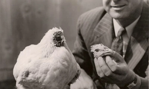 Kinh hoàng 5 trường hợp vẫn sống dù đầu lìa khỏi cổ