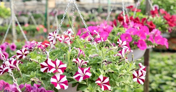 Thủ phủ hoa nổi tiếng miền Bắc rực rỡ sắc màu bước vào vụ Tết