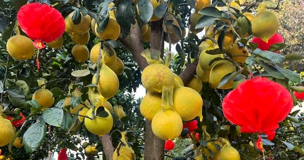 Bưởi Diễn vàng rực giá hàng chục triệu đổ bộ Sài thành