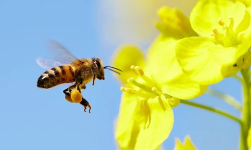 Albert Einstein cảnh báo gì về nhân loại diệt vong?