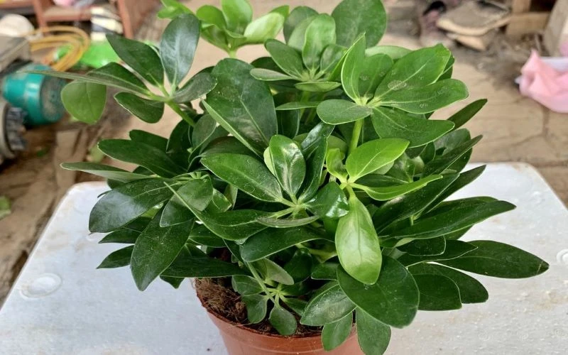 Nhà có 3 cây cảnh này, lộc tứ phương tụ về