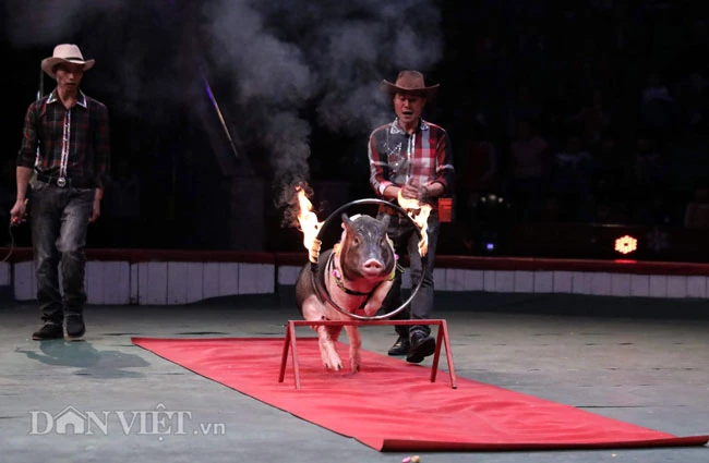 Ảnh, clip: Trầm trồ xem lợn Móng Cái trổ tài nhảy qua vòng lửa