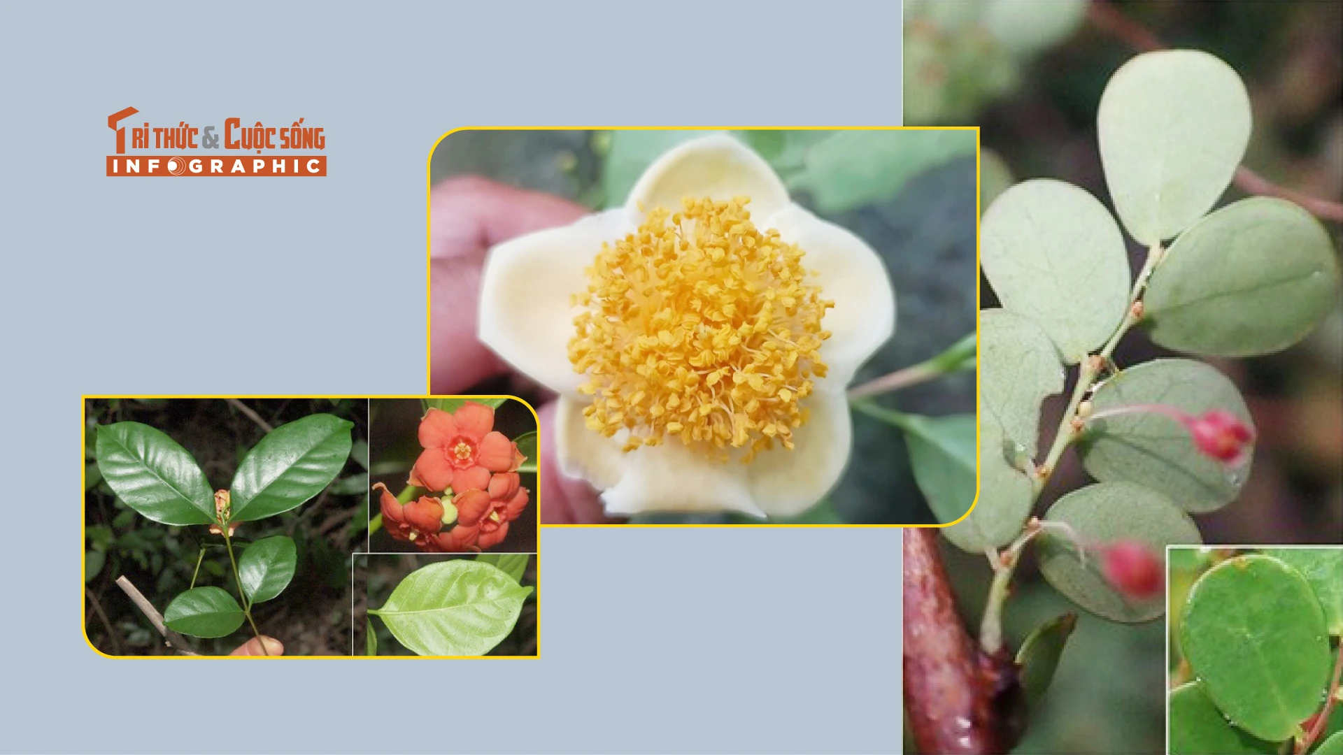 [INFOGRAPHIC] Những loài thực vật quý hiếm mới phát hiện ở Ninh Thuận