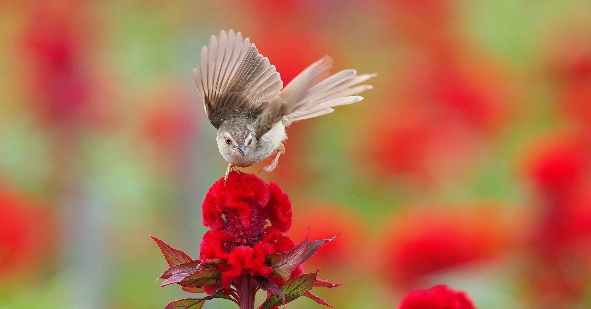 4 con giáp gặp nhiều may mắn trong tháng 2 nhuận Âm 