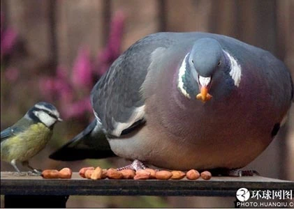 10 loài động vật “phì lủ” nhất thế giới