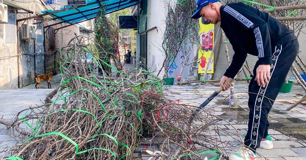 30 Tết, tiểu thương quyết chặt bỏ đào chứ không bán rẻ