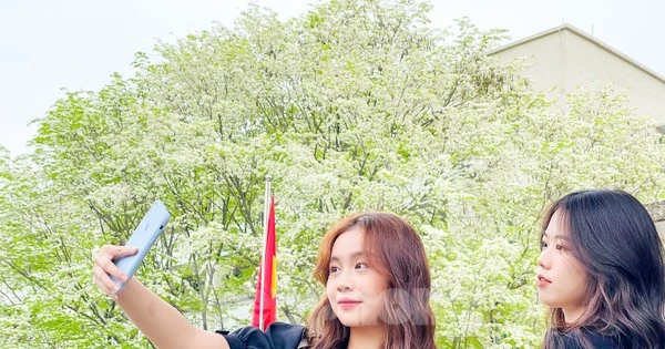 Đẹp ngỡ ngàng mùa hoa sưa nở trắng trời Hà Nội