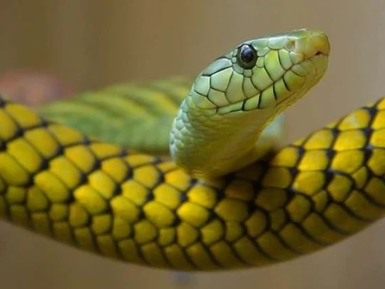 10 ngày tới, 4 con giáp chuyển bại thành thắng, giàu phát hờn