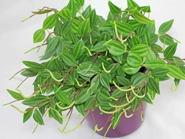 2 cây cảnh “hộ mệnh”, bảo vệ ngôi nhà, mang lại tài lộc