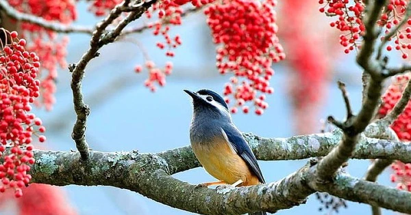 5 con giáp càng già càng may mắn, suôn sẻ, không lo cơm ăn áo mặc