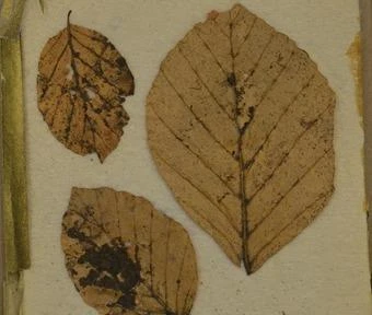 Bí ẩn những chiếc lá nhuốm máu vua Bỉ