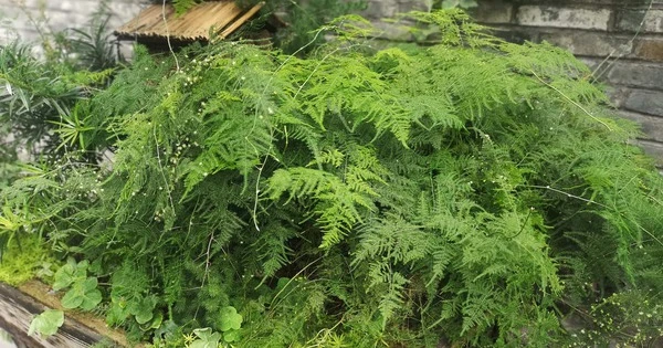 Cây cảnh dáng nhỏ lá kim, hút tài lộc, cát tường cho người trồng