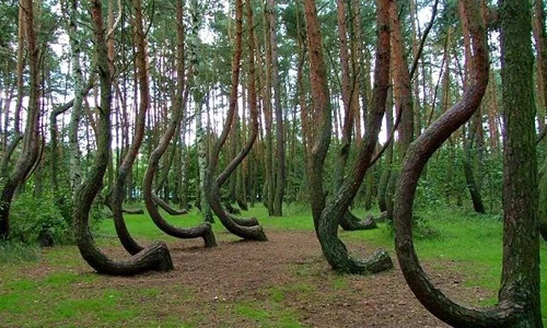 Bí ẩn khó giải tại “Tam giác quỷ Bermuda” trên cạn