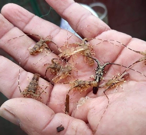 Kiếm tiền triệu/ngày nhờ săn loài tôm bé tẹo