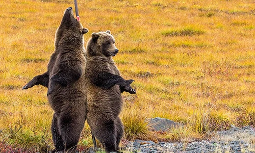 Siêu yêu cảnh 2 con gấu xám “múa cột” trên đường