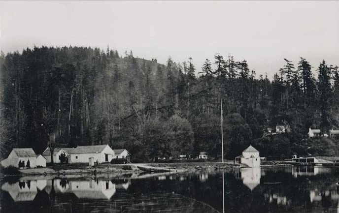 Kỳ quái con lợn suýt thổi bùng chiến tranh Anh - Mỹ