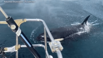 Thuyền trưởng bị cá voi sát thủ tấn công ảnh 2 Thuyền trưởng bị cá voi sát thủ tấn công ảnh 2