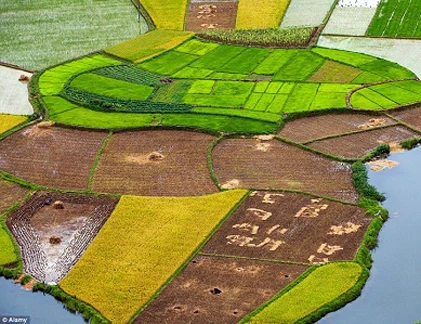 Ruộng lúa Việt Nam đẹp mê hồn trên báo Anh