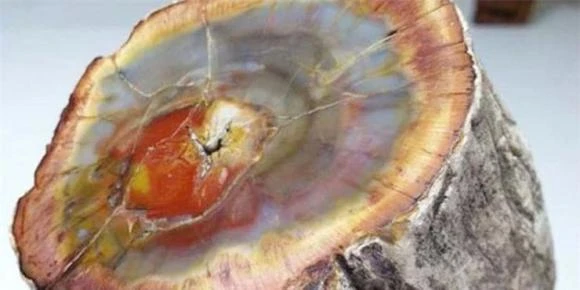 Cực hiếm loại gỗ hóa ngọc 600 tỷ, Việt Nam bất ngờ tìm thấy