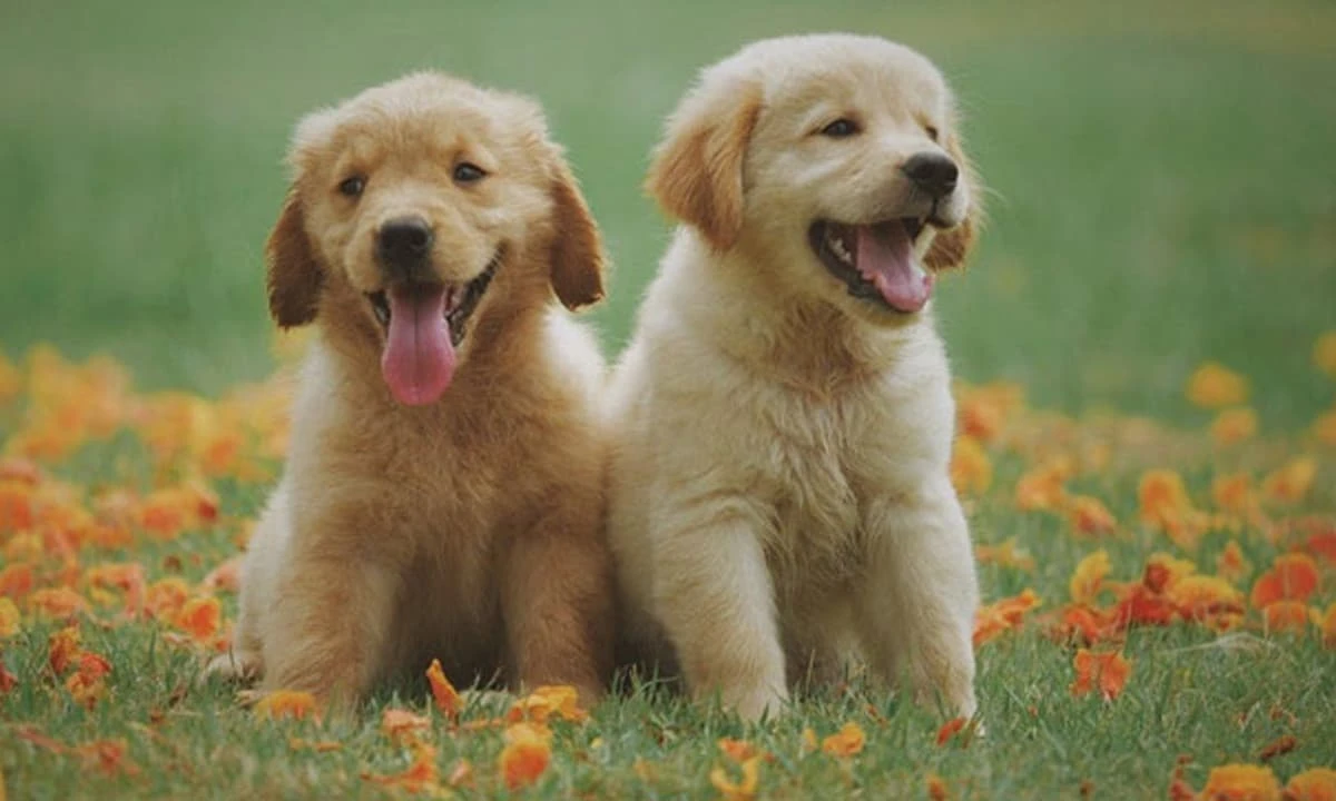 Cuối tháng 7 âm: 3 con giáp quét sạch xui xẻo, tài vận phát bất ngờ