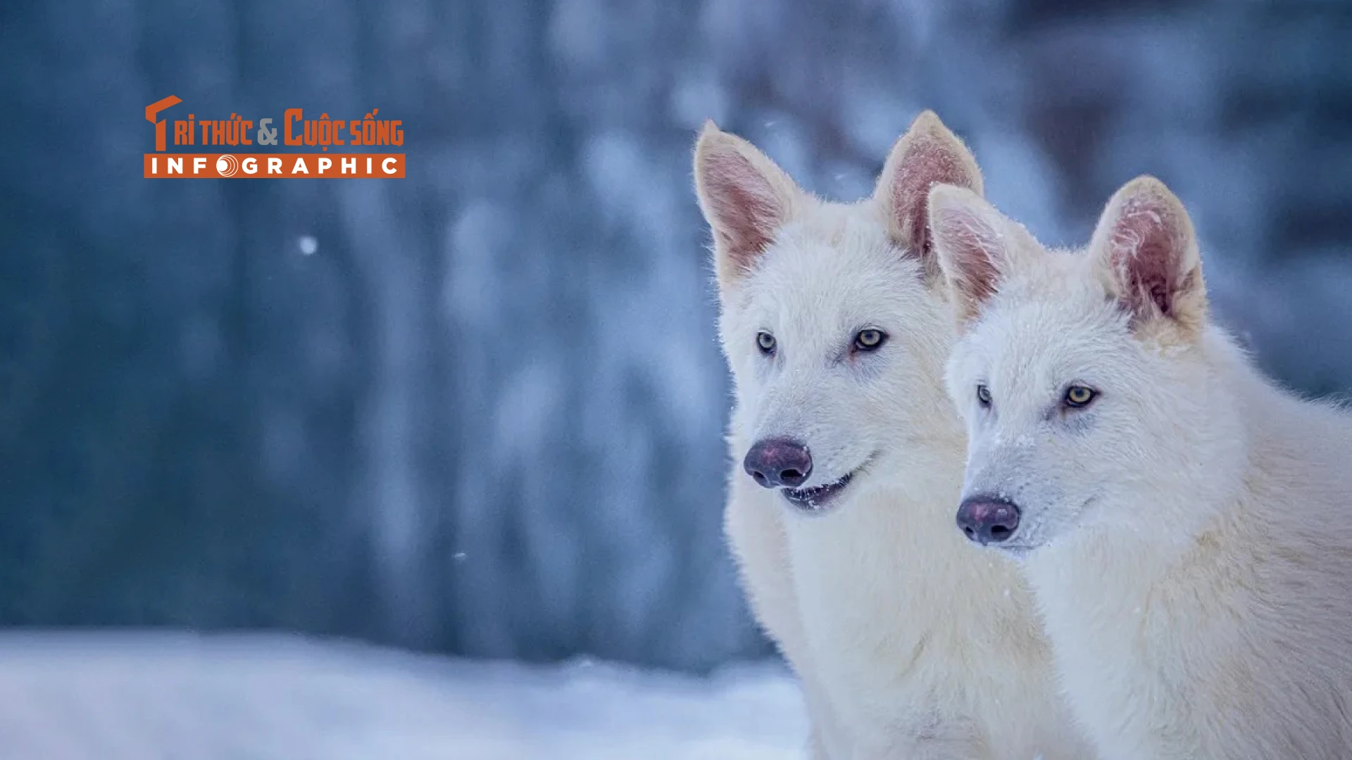 [INFOGRAPHIC] Hồi sinh loài sói trắng tuyệt chủng 12.500 năm trước