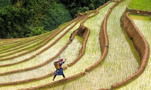 Việt Nam đẹp mê hồn trong ống kính nhiếp ảnh gia Mỹ