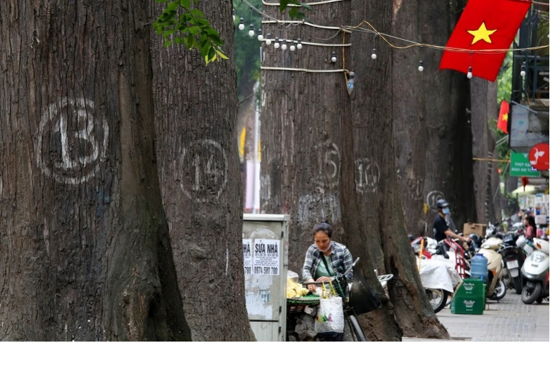 Cây sao đen nghi bị “bức tử” thuộc danh sách gỗ quý Việt Nam