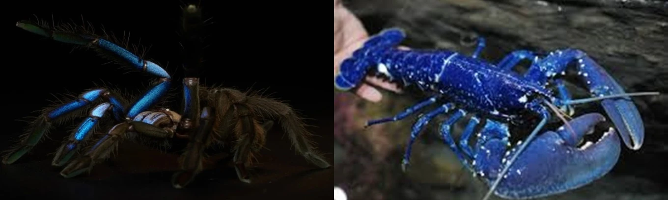 Điểm tên 3 loài động vật có màu xanh dương hiếm nhất hành tinh