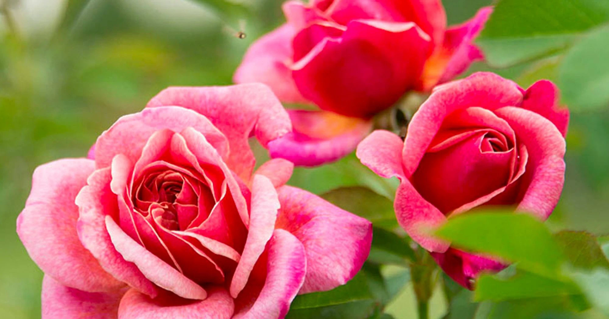 2 tuần tới, 3 con giáp có tài lộc sung túc, phất lên không ngừng