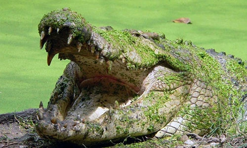 Hãi hùng “quái thú” hung dữ giết hại hơn 300 người