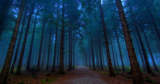 Sự thật ma quái trong "khu rừng gào thét" không ai bén mảng